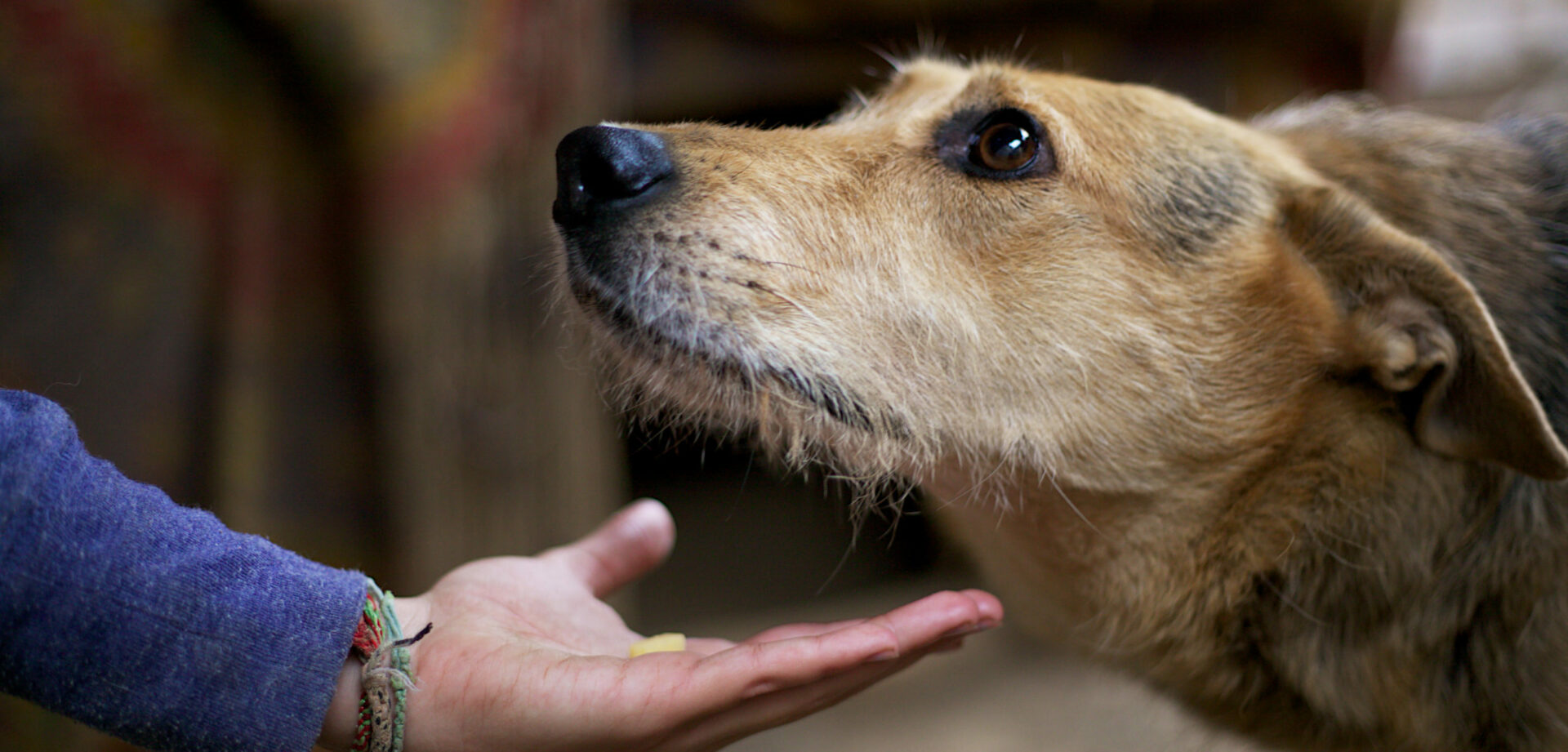 Animal perdu et/ou trouvé - Mairie de Fussy